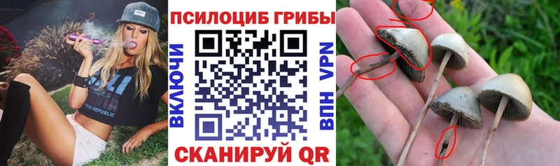 Псилоцибиновые грибы GOLDEN TEACHER  Удомля 